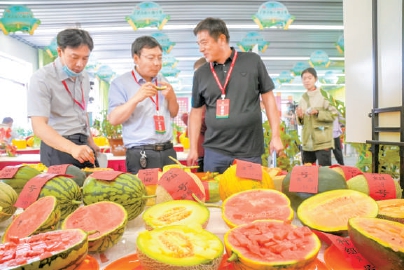 2021年5月27日，在大兴区庞各庄镇西瓜小镇，全国西甜瓜擂台赛的专家评审现场测评参赛瓜品。 （武亦彬 摄）