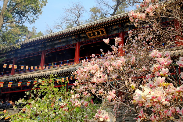 2022年门头沟春季踏青赏花季开启