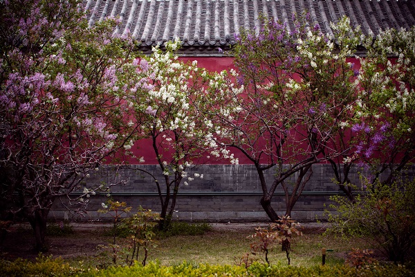 2022年门头沟春季踏青赏花季开启