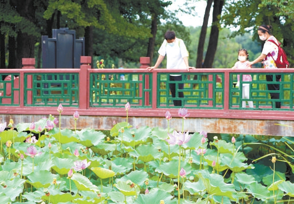 荷花节期间，圆明园将举办剧景游、文创设计大赛、摄影大赛、写生大赛等丰富多彩的文化活动。 （王海欣 摄）