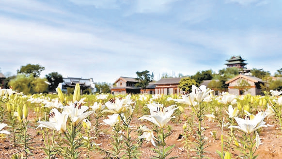 世园公园400万株百合五色绽放 世园公园400万株百合五色绽放