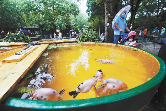 “府苑拾趣——北京恭王府2022年宫廷金鱼特展”近日对公众开放，展出来自全国各地的40多个品种500多尾珍稀金鱼，游客可以在这里了解金鱼的历史文化知识。