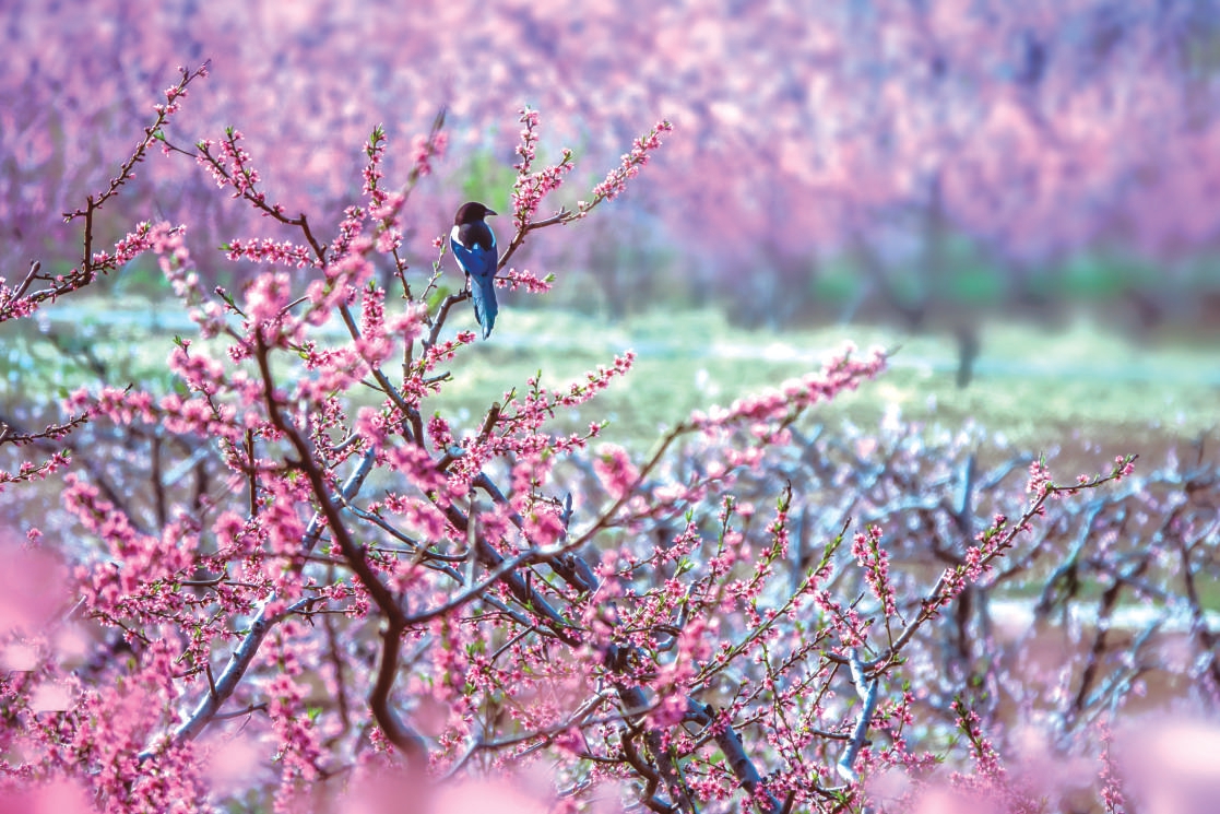 大岭前桃花