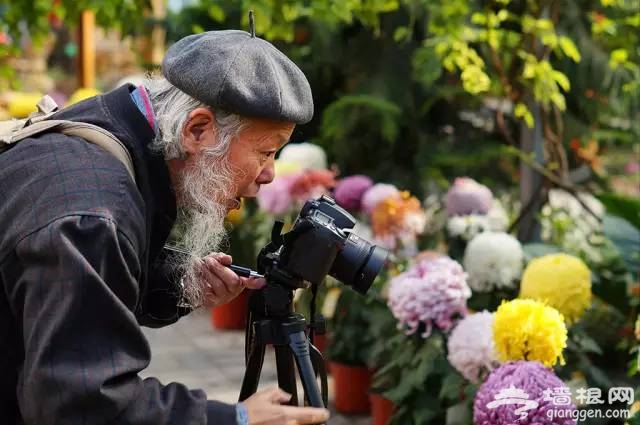 老北京过重阳节不得不说的习俗[墙根网]