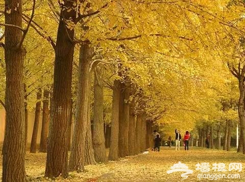 老北京过重阳节不得不说的习俗[墙根网]
