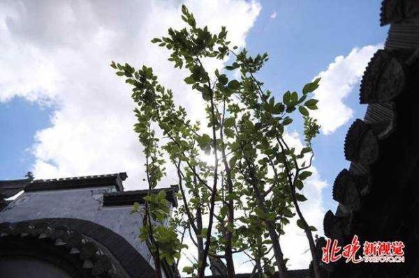 探访北京世园会安徽园 游客：这园子将徽州搬过来了