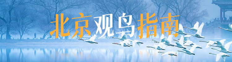 北京观鸟指南-SEO