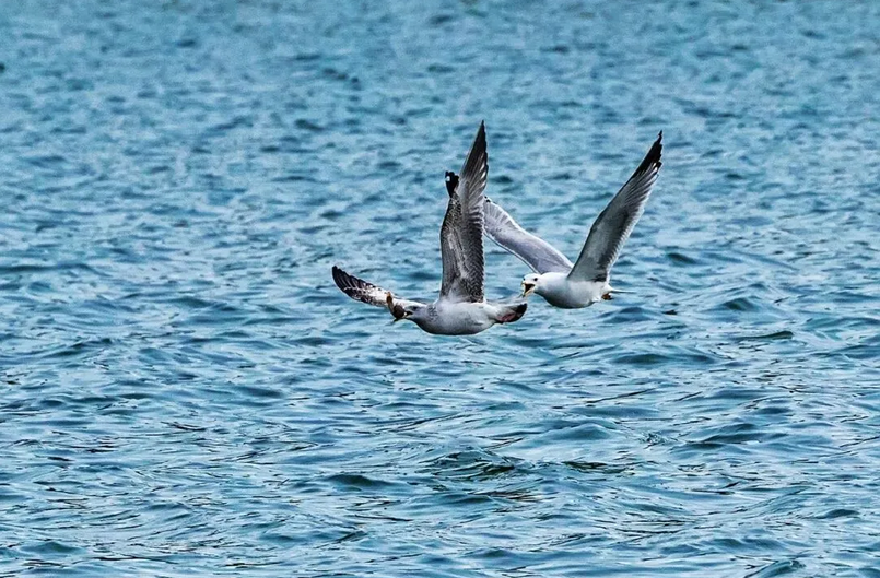 春日观鸟系列｜赴一场永定河畔的“银鸥”春日芭蕾