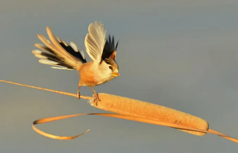 春日观鸟系列｜赴一场永定河畔的“银鸥”春日芭蕾