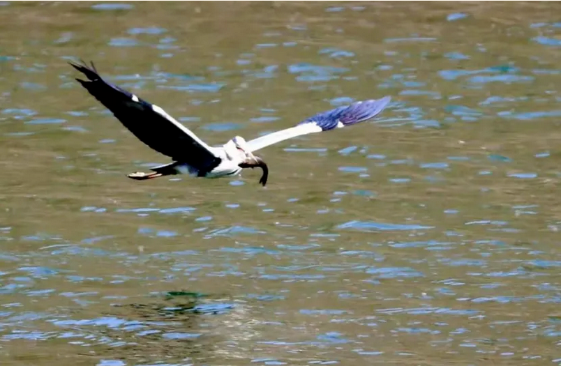 春日观鸟系列｜赴一场永定河畔的“银鸥”春日芭蕾
