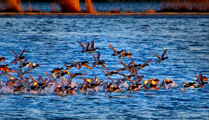 春日观鸟系列｜赴一场永定河畔的“银鸥”春日芭蕾