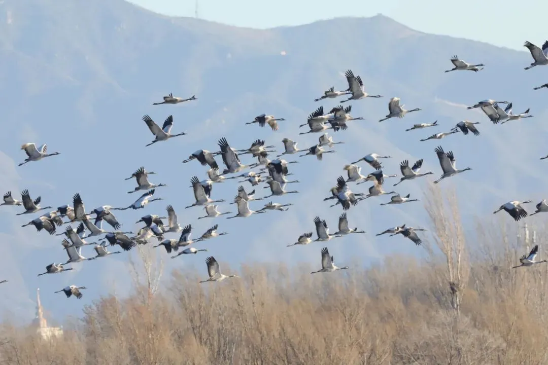 三月鹤聚野鸭湖｜灰鹤成群北迁停歇 上演延庆春日候鸟回归生态大片