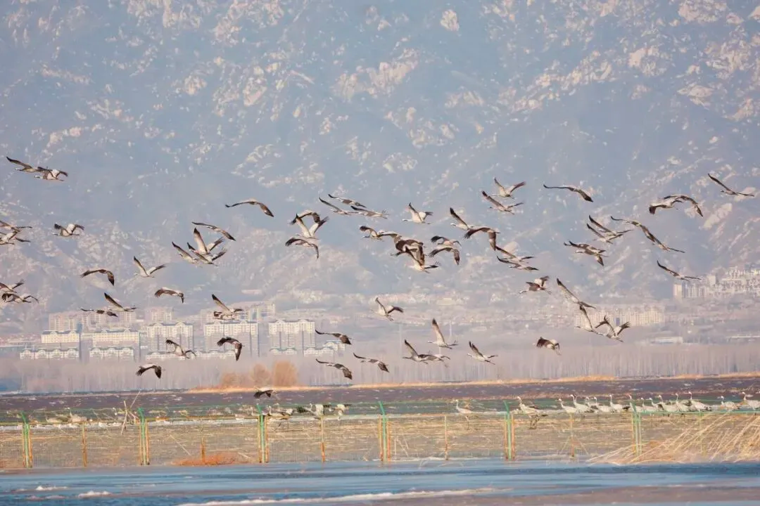 三月鹤聚野鸭湖｜灰鹤成群北迁停歇 上演延庆春日候鸟回归生态大片