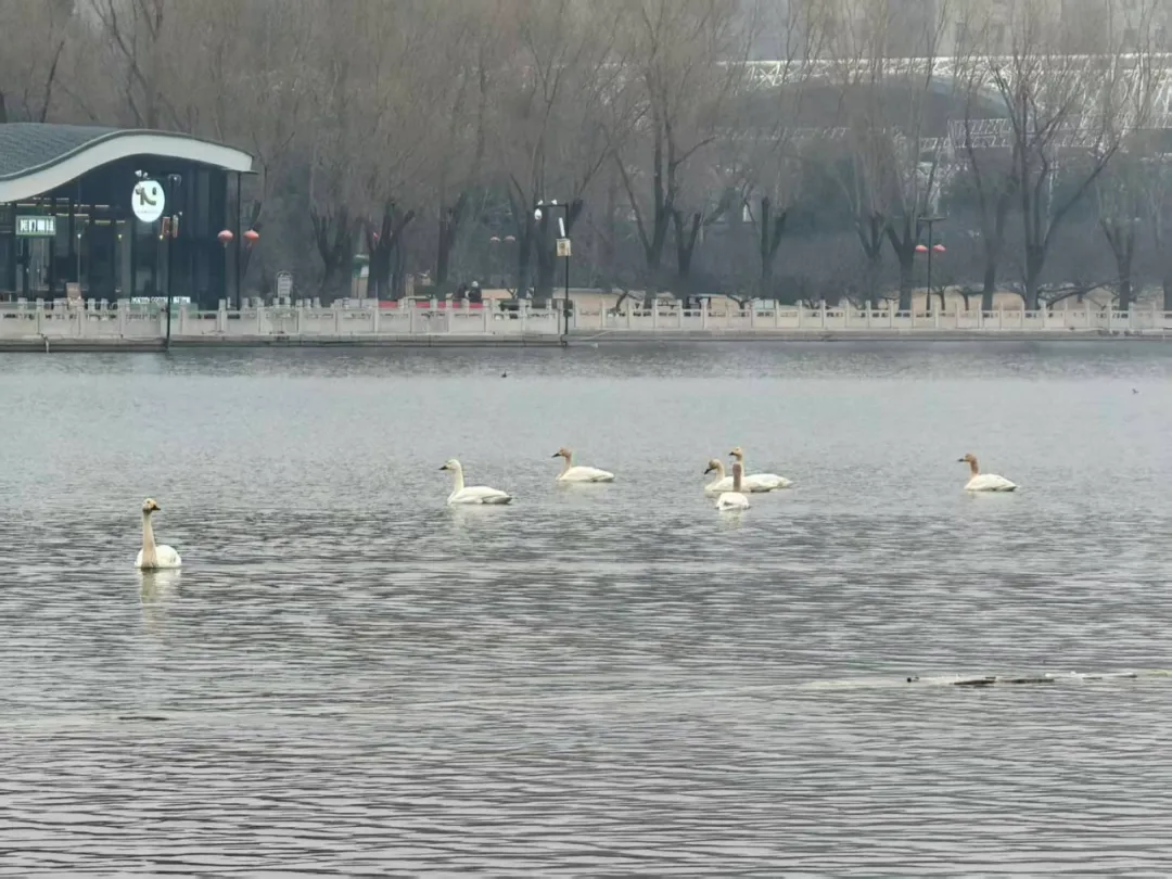 7只野生白天鹅惊现莲花池公园！北京城区湿地迎来 “生态贵客”！