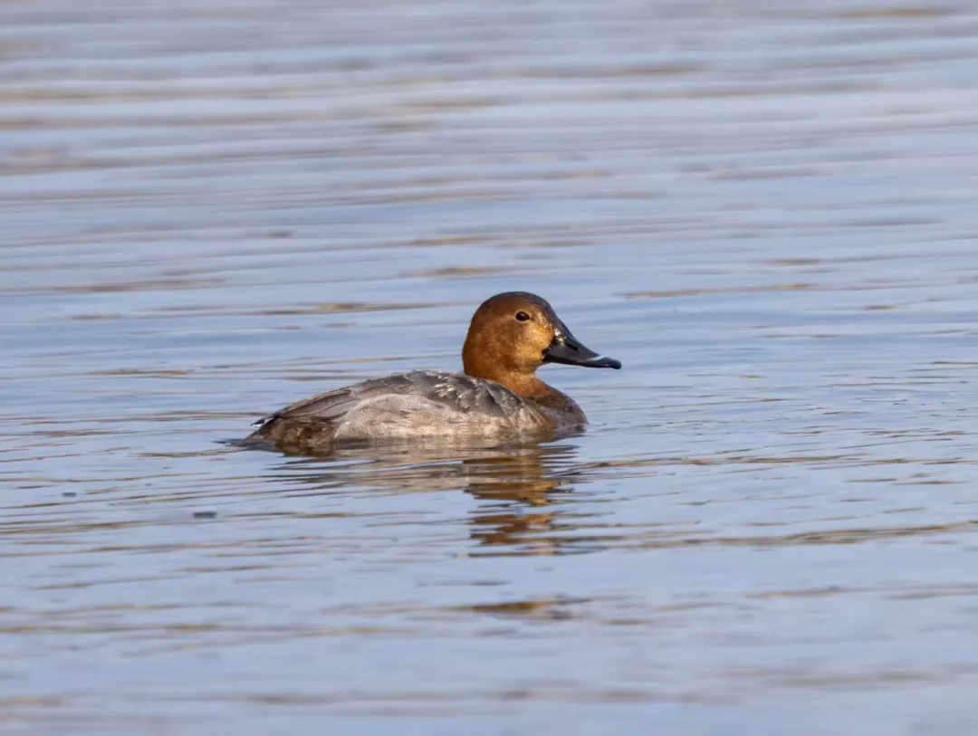 7只野生白天鹅惊现莲花池公园！北京城区湿地迎来 “生态贵客”！