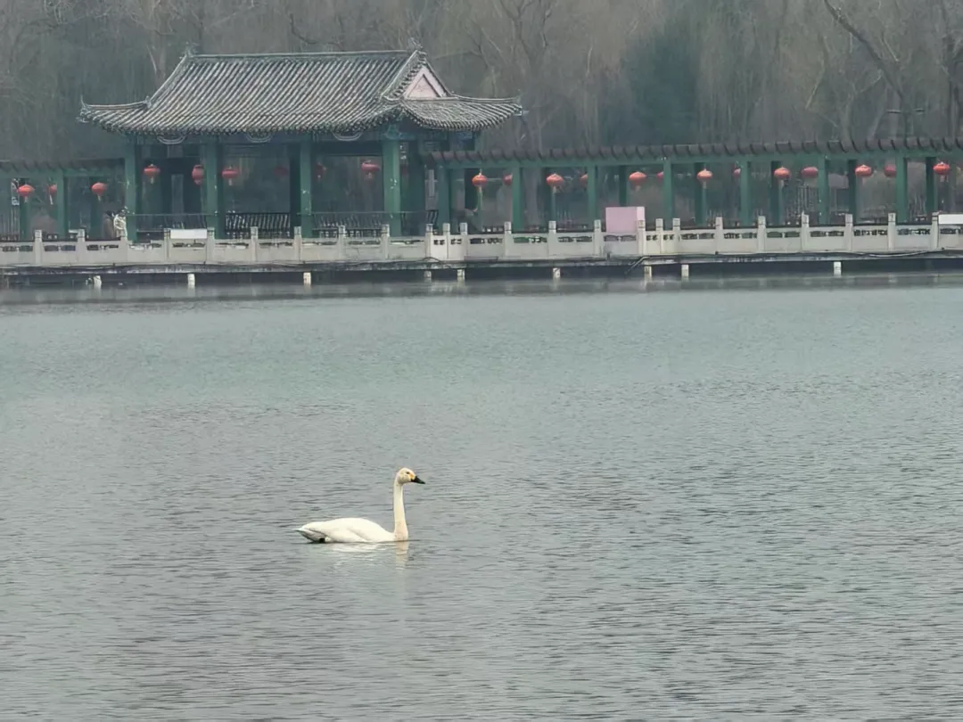 7只野生白天鹅惊现莲花池公园！北京城区湿地迎来 “生态贵客”！