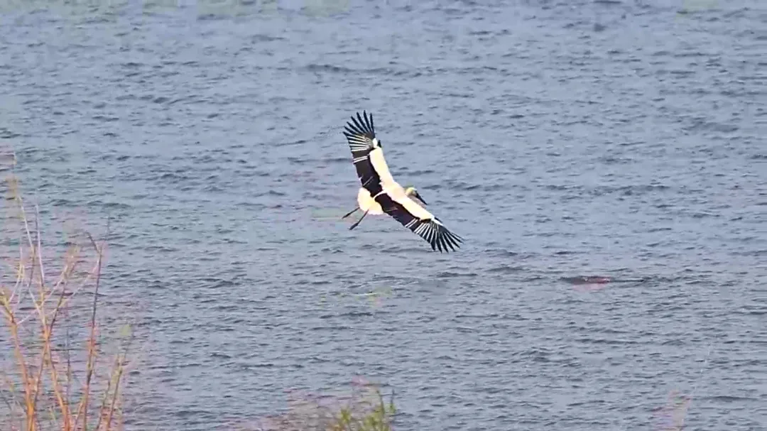 生态房山又添贵客！50余只“鸟中大熊猫”东方白鹳惊艳亮相永定河