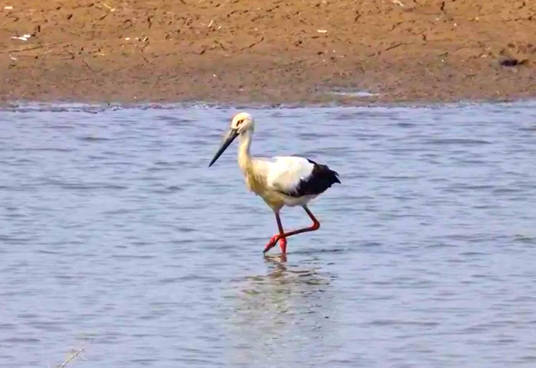 生态房山又添贵客！50余只“鸟中大熊猫”东方白鹳惊艳亮相永定河