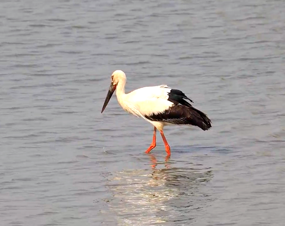 生态房山又添贵客！50余只“鸟中大熊猫”东方白鹳惊艳亮相永定河