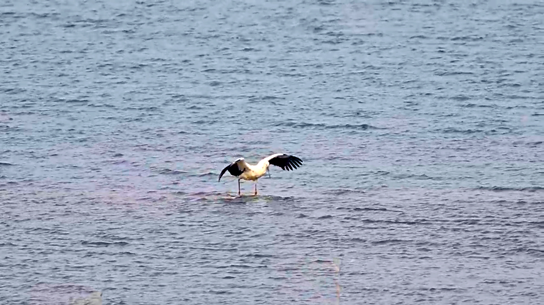 生态房山又添贵客！50余只“鸟中大熊猫”东方白鹳惊艳亮相永定河