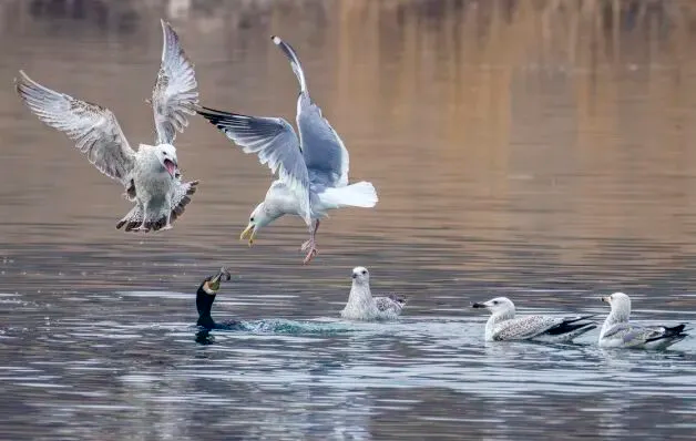 通州现有近400种鸟！这些“稀客”您不一定见过——