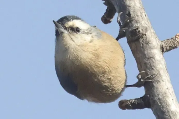 通州现有近400种鸟！这些“稀客”您不一定见过——