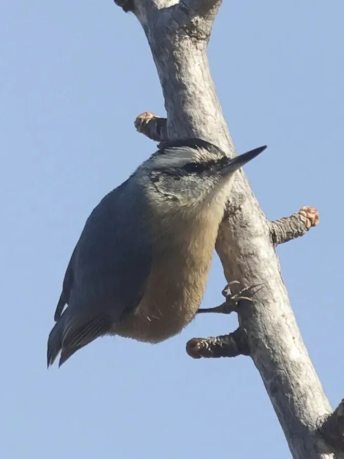通州现有近400种鸟！这些“稀客”您不一定见过——