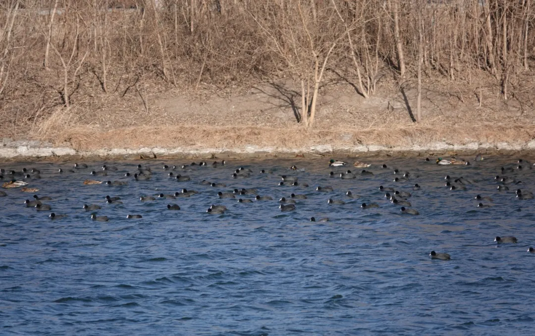 通州现有近400种鸟！这些“稀客”您不一定见过——