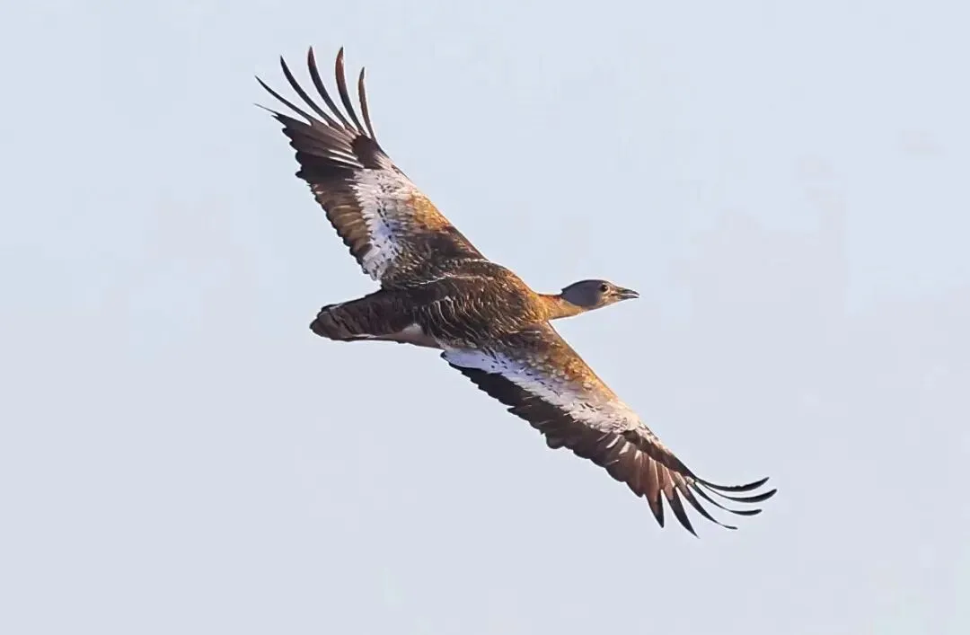 通州现有近400种鸟！这些“稀客”您不一定见过——