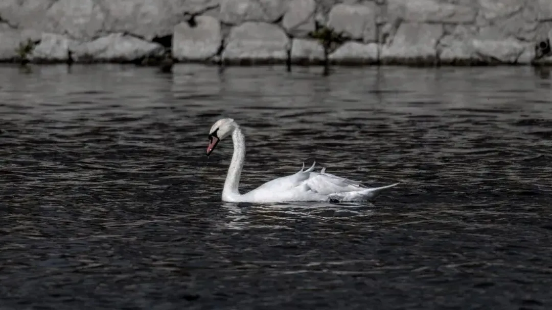 通州现有近400种鸟！这些“稀客”您不一定见过——