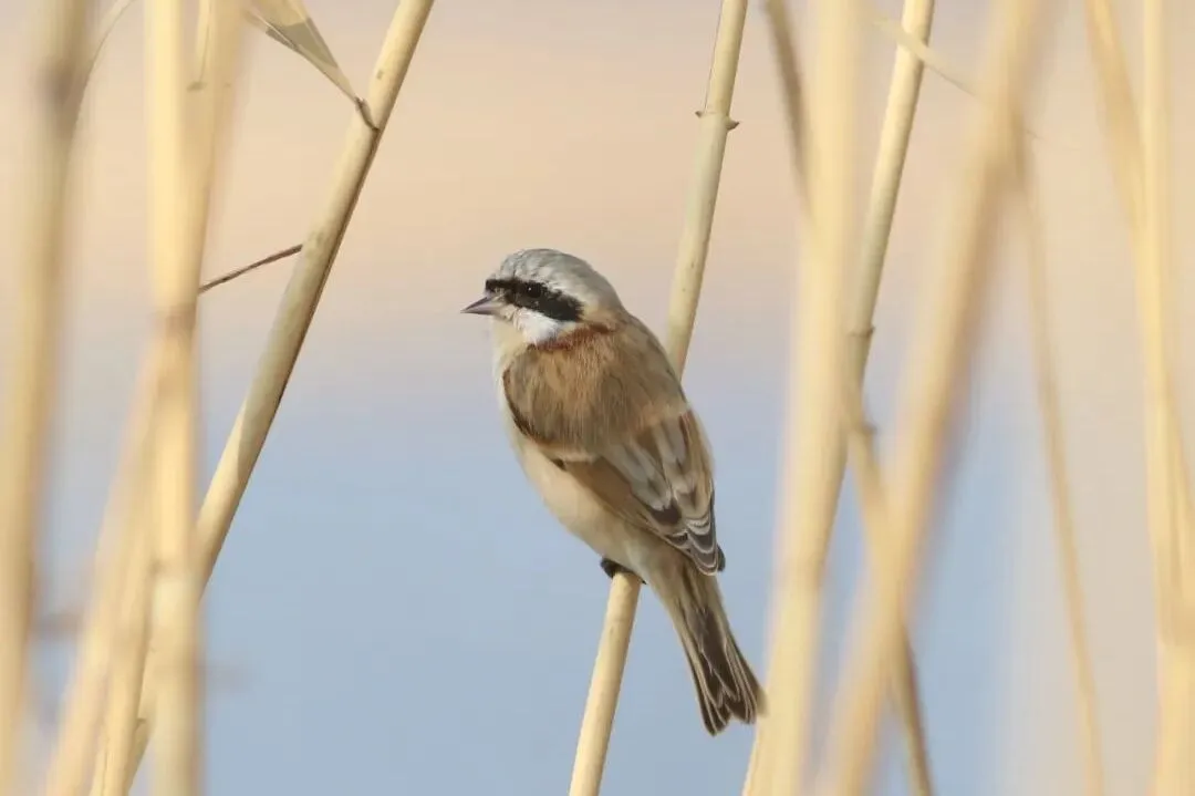 通州现有近400种鸟！这些“稀客”您不一定见过——
