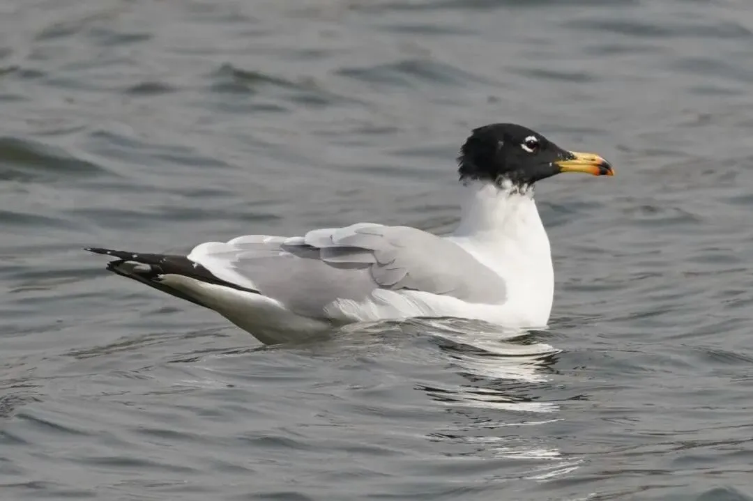 通州现有近400种鸟！这些“稀客”您不一定见过——