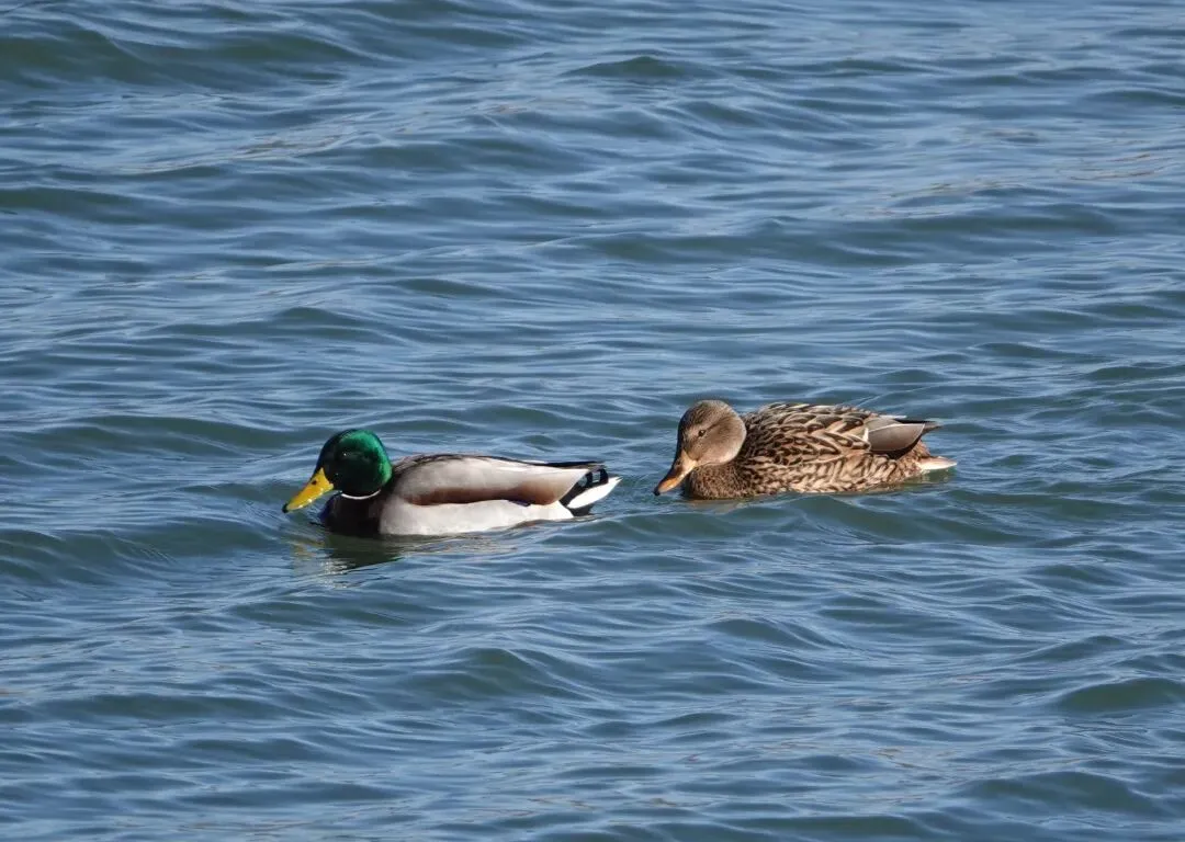 通州现有近400种鸟！这些“稀客”您不一定见过——