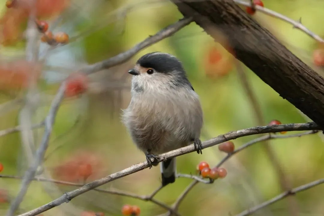 通州现有近400种鸟！这些“稀客”您不一定见过——