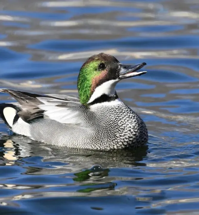 北宫国家森林公园