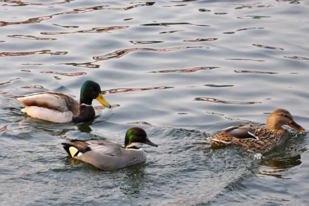 北宫国家森林公园