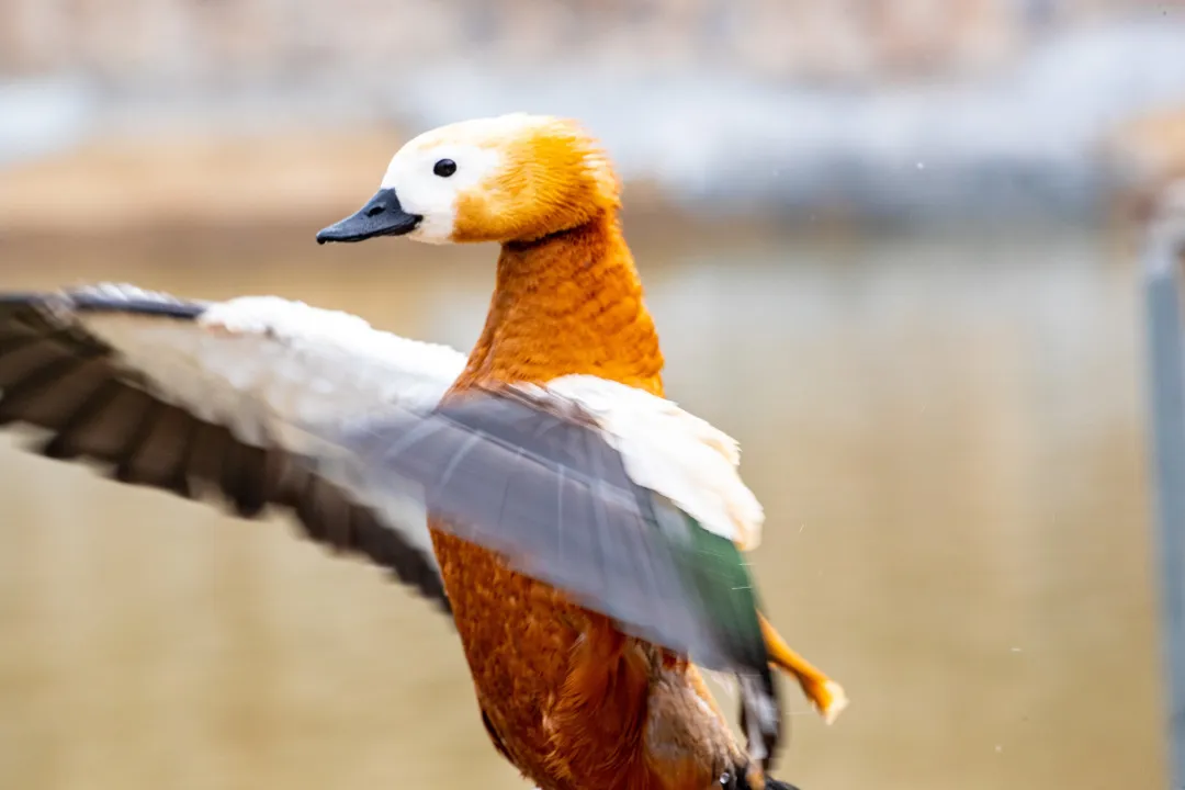 绿堤郊野公园（永定河东岸）