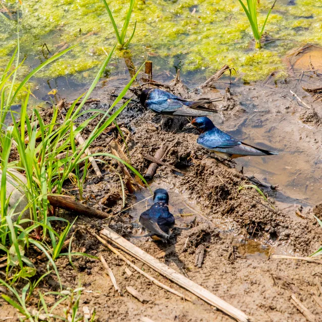 绿堤郊野公园（永定河东岸）