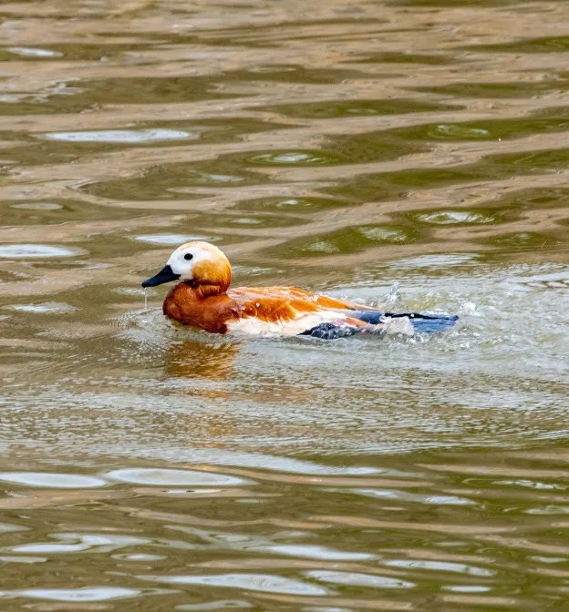 绿堤郊野公园（永定河东岸）