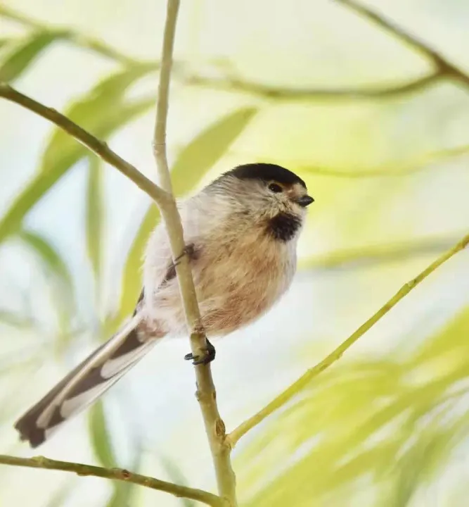 南苑森林湿地公园