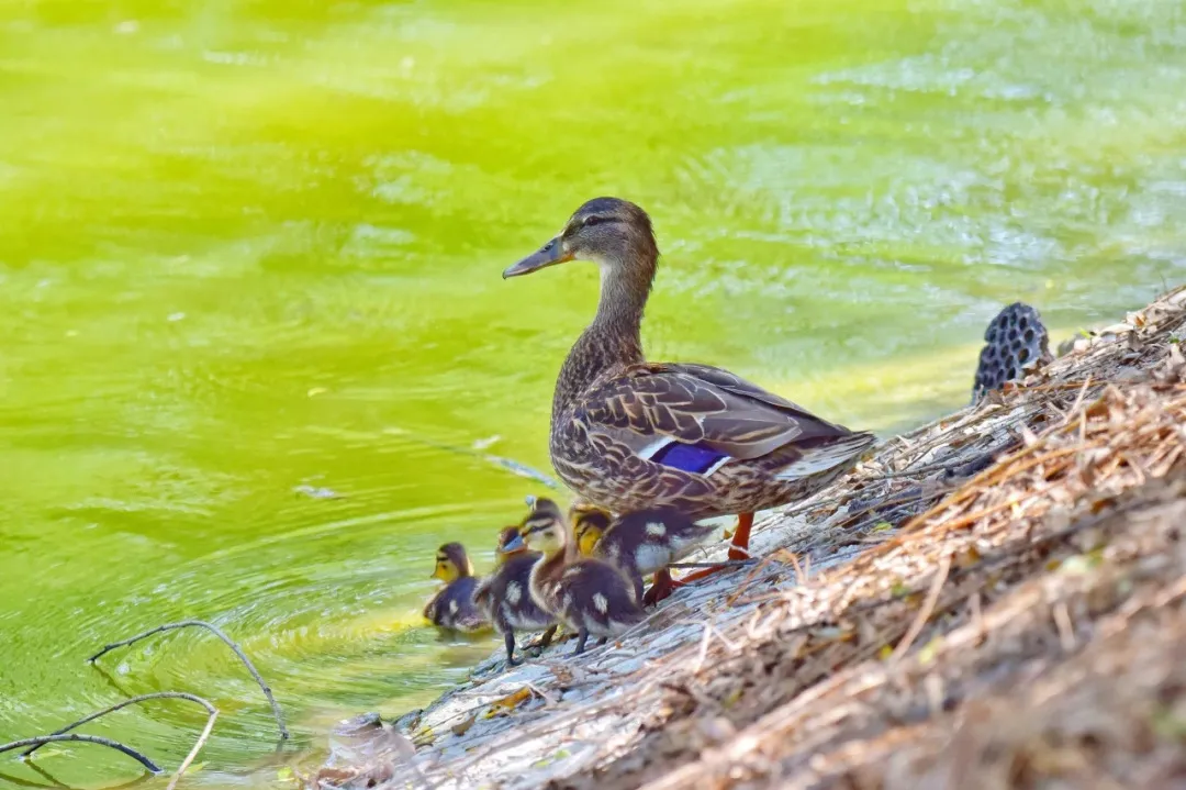 南苑森林湿地公园