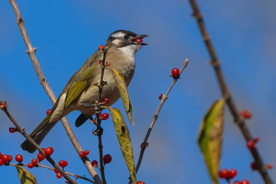 冬日丰台观鸟 超全攻略来了——