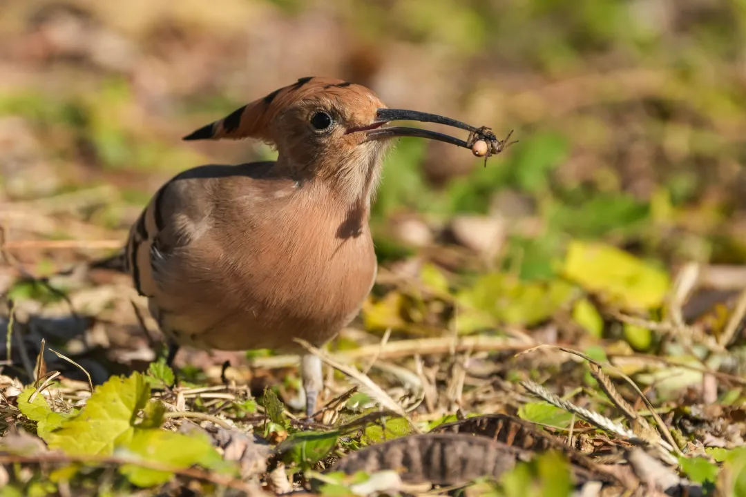 冬日丰台观鸟 超全攻略来了——