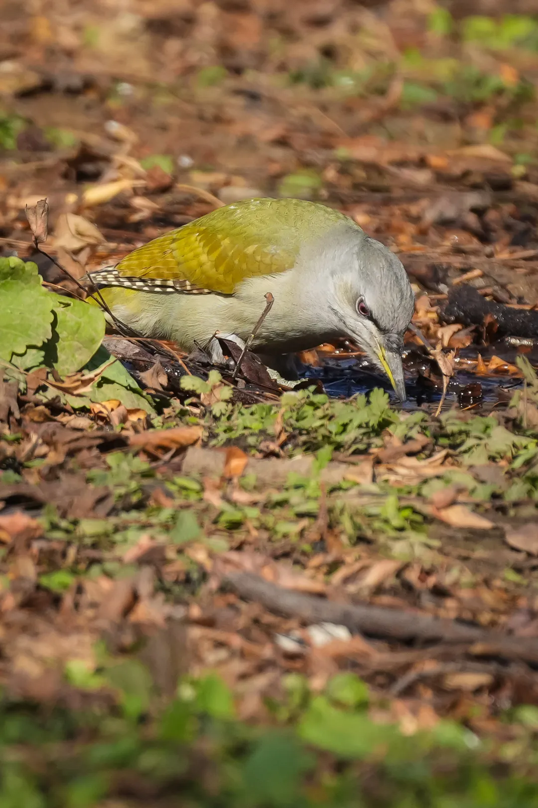冬日丰台观鸟 超全攻略来了——