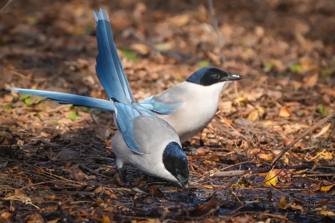 冬日丰台观鸟 超全攻略来了——
