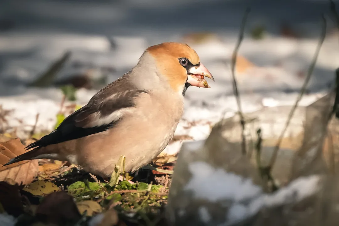 冬日丰台观鸟 超全攻略来了——