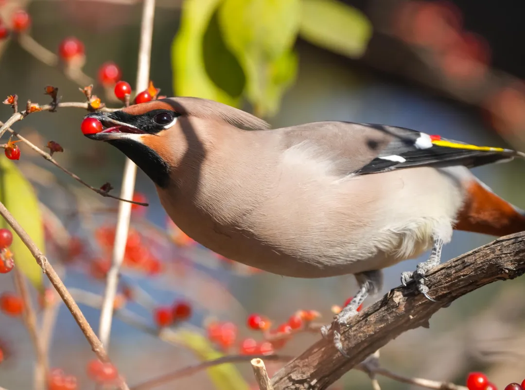 冬日丰台观鸟 超全攻略来了——