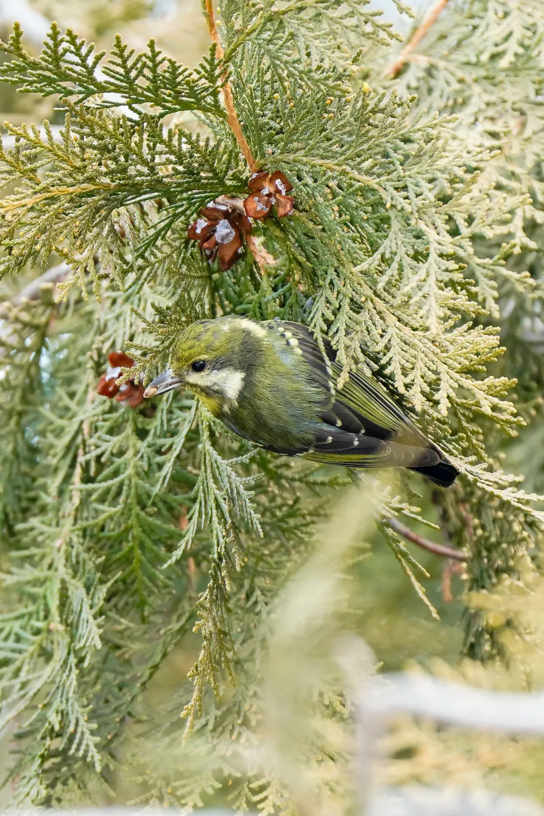 冬日丰台观鸟 超全攻略来了——