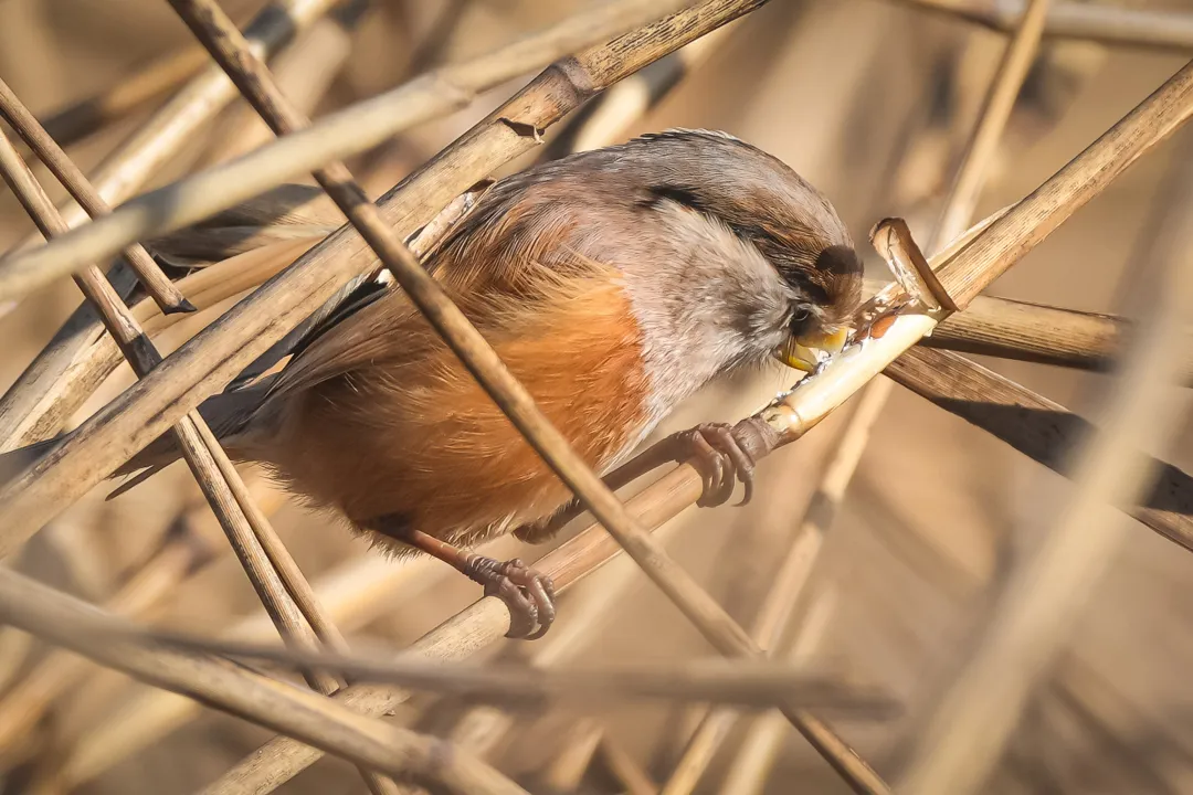 冬日丰台观鸟 超全攻略来了——