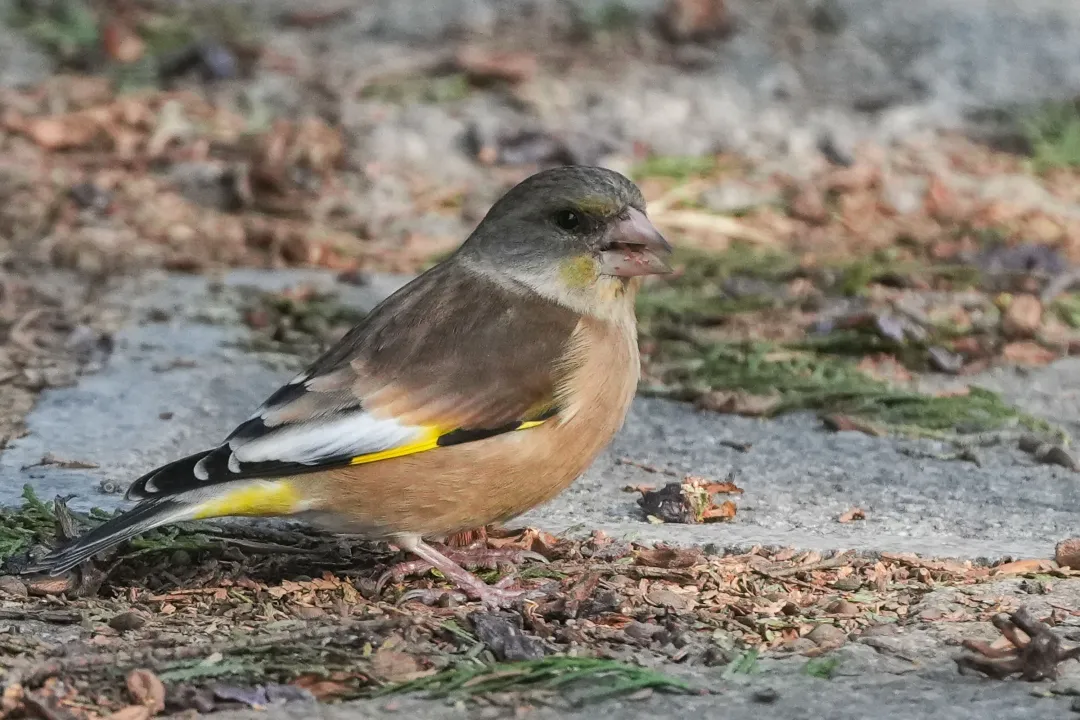 冬日丰台观鸟 超全攻略来了——